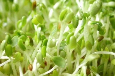 Sự thật về thông tin mầm đậu nành gây ung thư