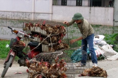 Nhập gà Trung Quốc: Nguy cơ dân ăn thịt 'rác', người nuôi mất nghiệp