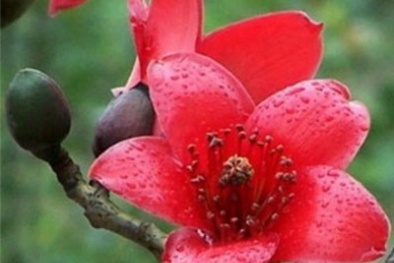 Hoa gạo chữa viêm khớp, loét dạ dày