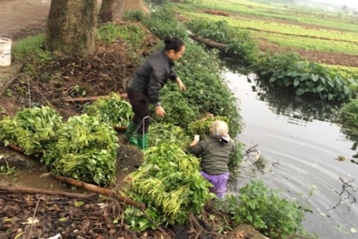 Hà Nội quyết bài trừ thực phẩm bẩn sau khi báo chí 'ào ạt' phản ánh