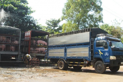 Lý giải nguyên nhân thương lái Trung Quốc ráo riết thu mua lợn Việt Nam