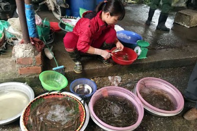 Tin tức thị trường trong ngày 10/4: Giá tôm tăng vọt vì cháy hàng