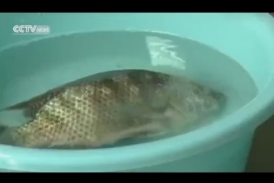 'Bóc trần' loại hóa chất Trung Quốc làm cho cá sắp chết sống lại 