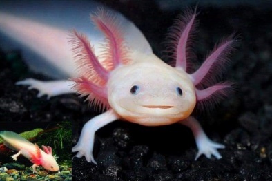 Cận cảnh cá ‘khủng long 6 sừng’, cá rồng vàng 24k khiến giới nhà giàu phát sốt