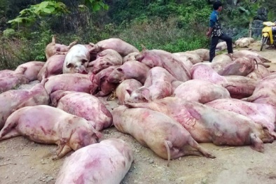 Người dân 'diệt gọn' 50 con lợn chết đổ trộm bên đường sau 1 đêm
