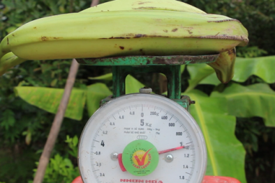 'Chuối khủng' 20.000 đồng một trái