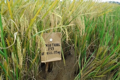 Giống lúa X33 cho năng suất cao