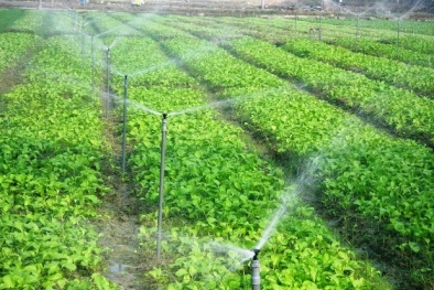 Hải Dương: Ứng dụng hệ thống tưới nước tự động cho rau màu đạt hiệu quả cao