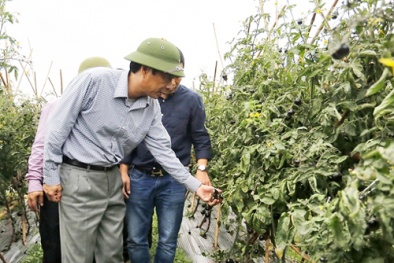 Quảng Ninh hình thành vùng trồng trọt theo tiêu chuẩn VietGap