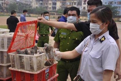Chở gần 4.000 con chim bồ câu phần lớn đã chết về Hà Nội tiêu thụ