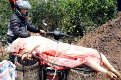 Ngang nhiên mang lợn chết vì tụ huyết trùng đi bán vớt vát chút tiền