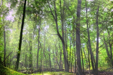 Bí ẩn bộ xương phụ nữ nằm 'chơi vơi' giữa rừng núi