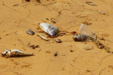 ‘Nóng ruột buốt gan’ nhìn cá chết hàng loạt dạt vào bờ biển Quảng Bình