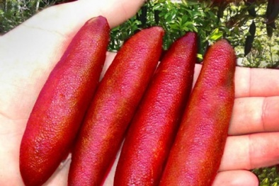 Cận cảnh chanh ngón tay 3,5 triệu/kg được nhà giàu săn đón