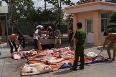 Bắt hơn 1 tấn thịt heo hôi thối, không có dấu kiểm dịch đang trên đường tới chợ