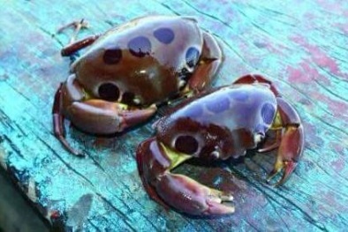 Ăn cua lạ, một ngư dân Đà Nẵng tử vong