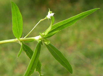 Ngỡ ngàng với công dụng chữa ung thư của các loại thảo mộc quen thuộc