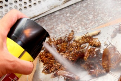 Hậu quả nghiêm trọng do xịt thuốc diệt côn trùng sai cách