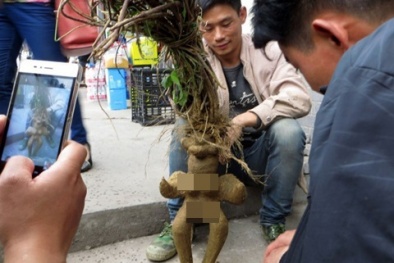 Chen nhau xem củ hà thủ ô hình phụ nữ 'không mảnh vải che thân'