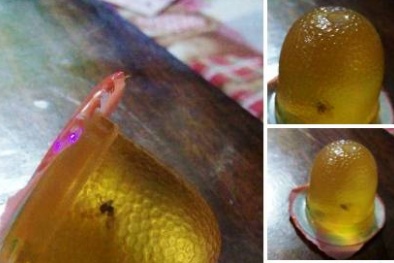 Cô giáo miền núi hoảng hồn phát hiện thạch rau câu Long Hải có sinh vật lạ giống ruồi