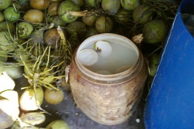 Tin an toàn thực phẩm hot ngày 20/4: Giật mình công nghệ ‘tắm trắng’ dừa tươi
