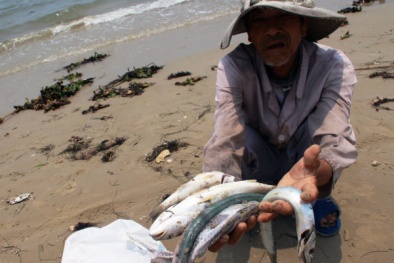 Cá biển đồng loạt chết trắng ở miền Trung, ngư dân hoang mang, 'khóc ròng'