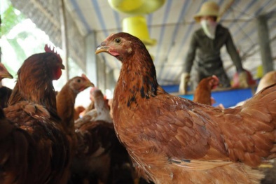 Cạnh tranh chăn nuôi: Hy vọng về một nguồn thực phẩm sạch trong tương lai