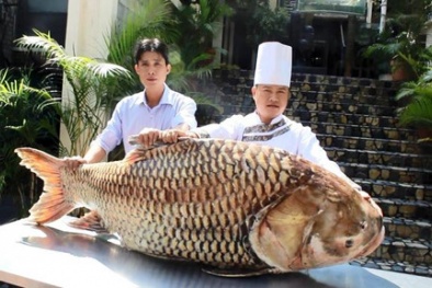 Cá hô ‘khủng’ 117 kg chờ đại gia Sài thành xẻ thịt