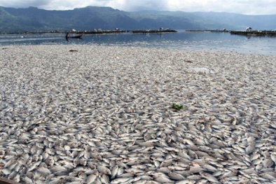 Nghiêm cấm người dân ăn cá chết hàng loạt 