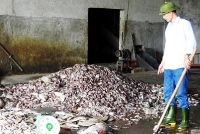 Mua cá chết làm thức ăn chăn nuôi