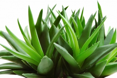 Cây lô hội 'ngậm' nhiều độc tố gây chết người khi dùng sai cách 