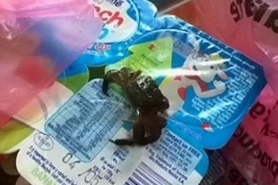 Phát hoảng cua bò lổm ngổm trong hộp sữa chua