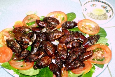 Tin an toàn thực phẩm hot ngày 22/4: Nôn ra máu rồi tử vong vì ăn bọ rầy rang giòn