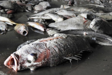 Vụ cá chết hàng loạt tại miền Trung: Nguyên nhân vẫn đi vào 'ngõ cụt'