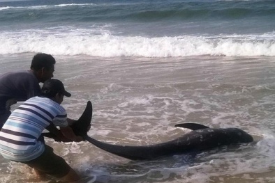 Cá voi chết bất thường dạt vào bãi biển ở Huế