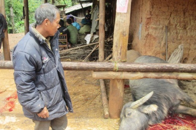 Chảy nước mắt thương đồng bào Lào Cai oằn mình gánh đủ thiên tai