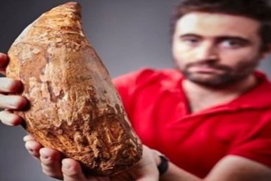 Phát hiện chiếc răng 5 triệu năm của cá voi sát thủ