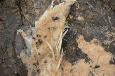 Cá chết không được chôn, bốc mùi dọc ven biển miền Trung