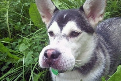 Chết cười với hình ảnh chó sưng vù mặt vì ong đốt