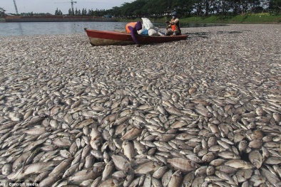 Sau Việt Nam, đến lượt Campuchia lao đao vì thảm họa cá chết hàng loạt