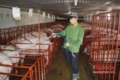 Nuôi lợn nái ngoại lãi trên 2 tỷ đồng