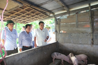 Quảng Trị: Một xã dịch tai xanh bùng phát làm nhiều lợn bị lây nhiễm