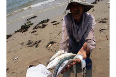 Vụ cá chết hàng loạt bất thường ở miền Trung: Do độc lực cực mạnh