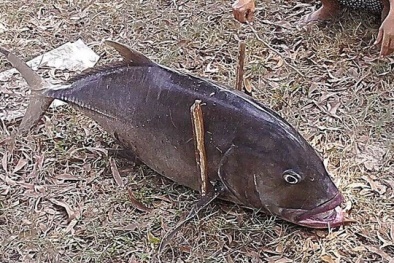 Nước biển vùng cá chết bị nhiễm kim loại nặng