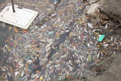 Vì sao cá chết hàng loạt bất thường ở vùng ven biển Thừa Thiên - Huế?