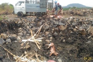 Đột nhập lò mổ thịt heo giá 7.000 đồng/kg