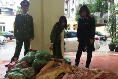 Mua lợn chết bốc mùi hôi thối về bán cho các công ty, trường học