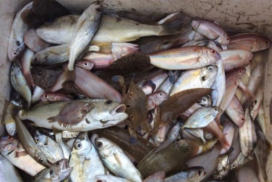 Tin tức thời sự 24h ngày 27/4: Cá chết nhiễm độc rồi đi về đâu?