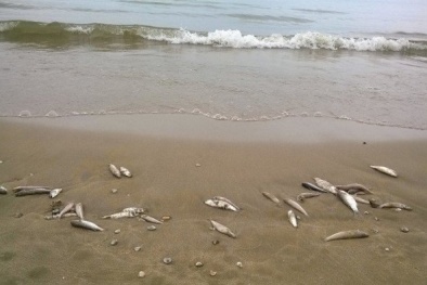 Bộ trưởng Trần Hồng Hà: Tích cực xác định nguyên nhân cá chết ở miền Trung