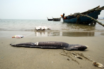 Vụ cá chết hàng loạt: Đà Nẵng xét nghiệm nước biển ở các bãi tắm đông người